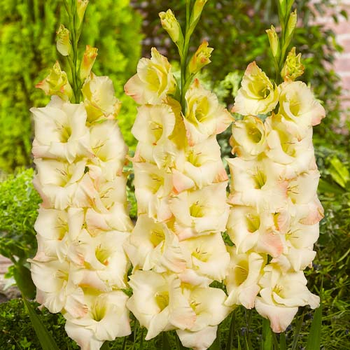 Gladiolus CREAM PERFECTION