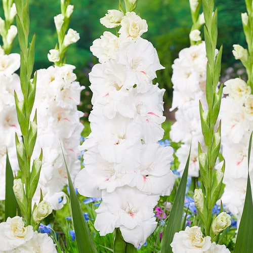 Gladiolus Decadent - for Sale Gladiolus Decadent