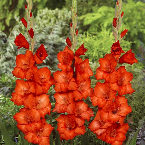 Gladiolus DEEPEST RED - for Sale Gladiolus DEEPEST RED
