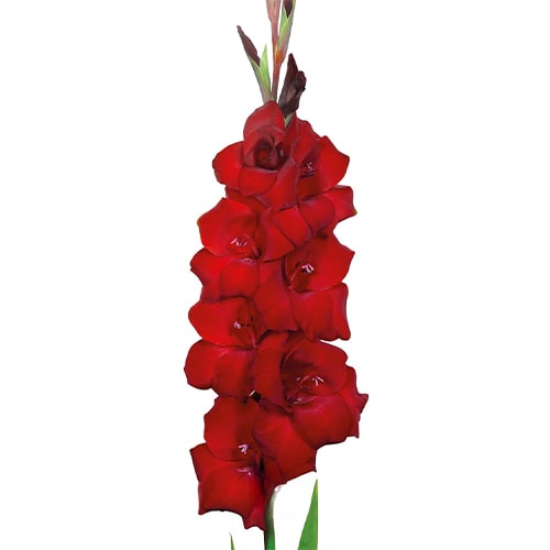 Gladiolus Ellis - for Sale Gladiolus Ellis