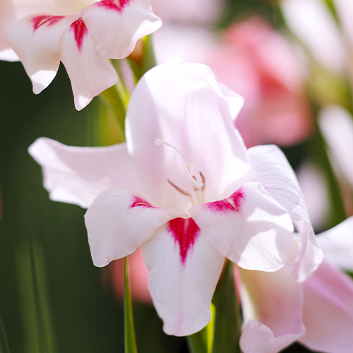 Gladiole Elvira - for Sale Gladiole Elvira