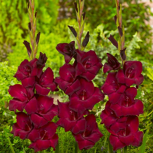 Gladiolus ESPRESSO - for Sale Gladiolus ESPRESSO
