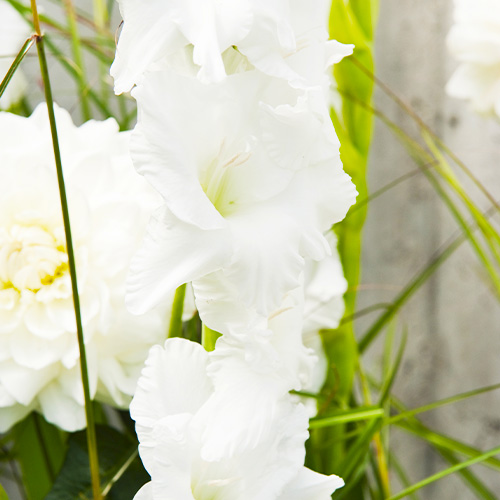 Gladiolus ESSENTIAL - for Sale Gladiolus ESSENTIAL