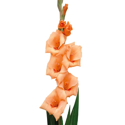 Gladiolus FLEVO BEACH - for Sale Gladiolus FLEVO BEACH