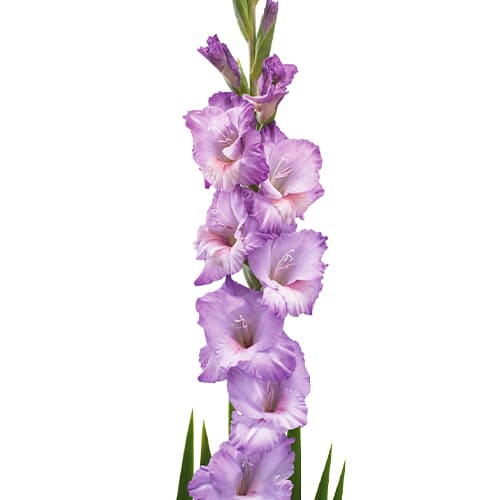 Gladiole FLEVO NAUTICA - for Sale Gladiole FLEVO NAUTICA