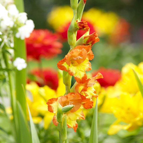 Gladiolus GEORGETTE - for Sale Gladiolus GEORGETTE