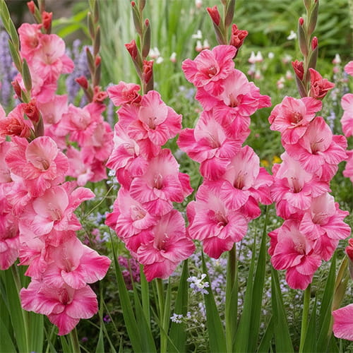 Gladiolus Hugo - for Sale Gladiolus Hugo