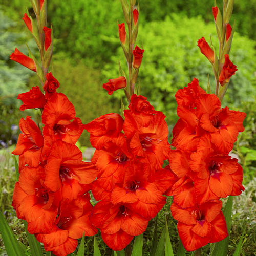 Gladiolus HUNTING SONG - for Sale Gladiolus HUNTING SONG