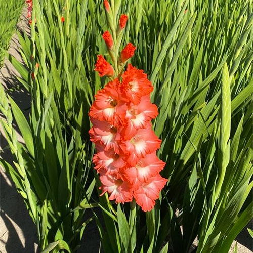 Gladiolus In Style - for Sale Gladiolus In Style
