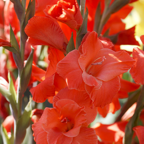 Gladiolus LIVE OAK - for Sale Gladiolus LIVE OAK