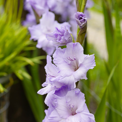 Gladiolus MILKA - for Sale Gladiolus MILKA