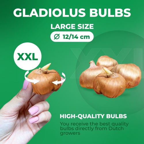 Gladiolus Tw36408 - for Sale Gladiolus Tw36408