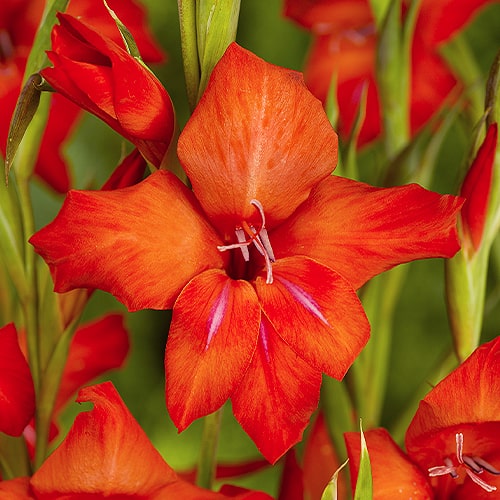Gladiolus Mirella - for Sale Gladiolus Mirella
