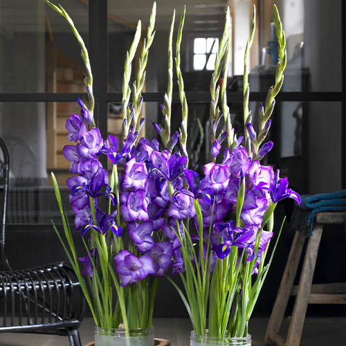 Gladiolus MOJITO - for Sale Gladiolus MOJITO
