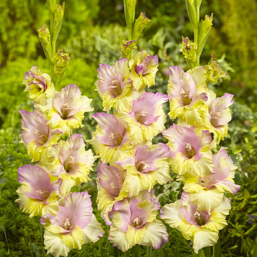 Gladiolus Mon Amour - for Sale Gladiolus Mon Amour