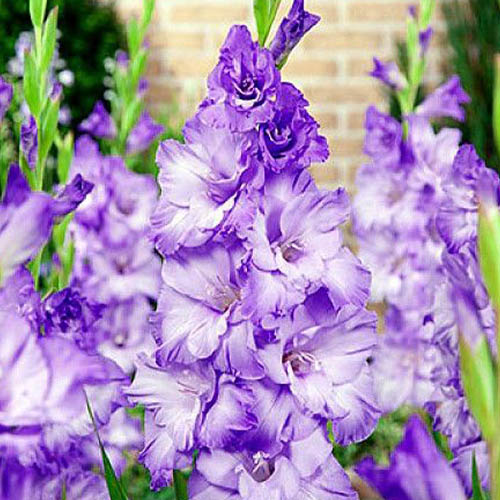 Gladiolus Odessa - for Sale Gladiolus Odessa