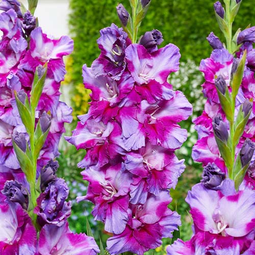 Gladiolus PETSJORA - for Sale Gladiolus PETSJORA