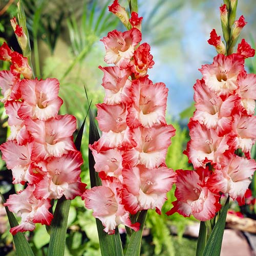Gladiolus PINK LADY - for Sale Gladiolus PINK LADY