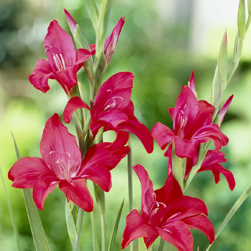 Gladiolus Robinetta - for Sale Gladiolus Robinetta