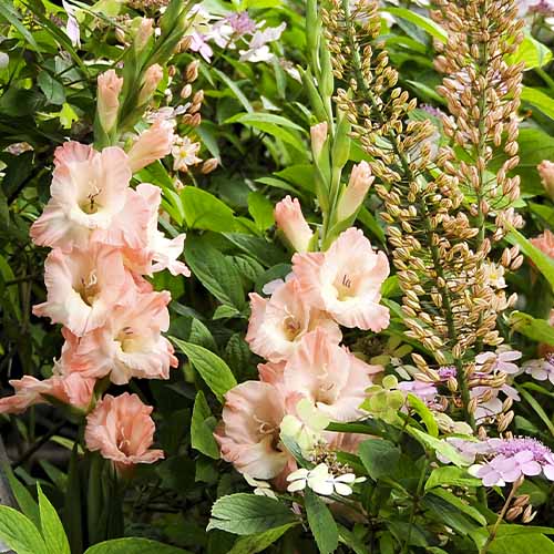 Gladiolus ROSE SUPREME - for Sale Gladiolus ROSE SUPREME