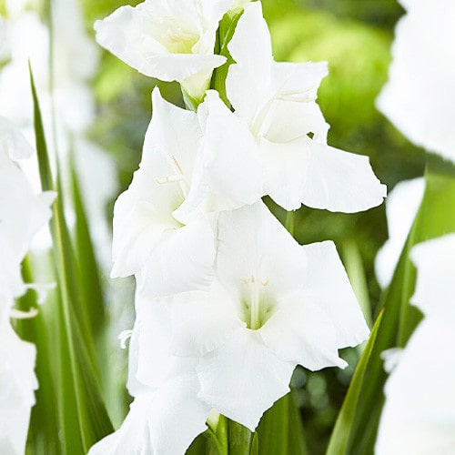 Gladiolus Serena - for Sale Gladiolus Serena