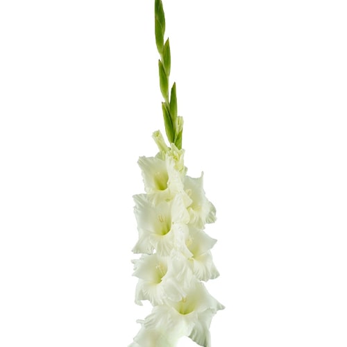 Gladiolus Serena - for Sale Gladiolus Serena