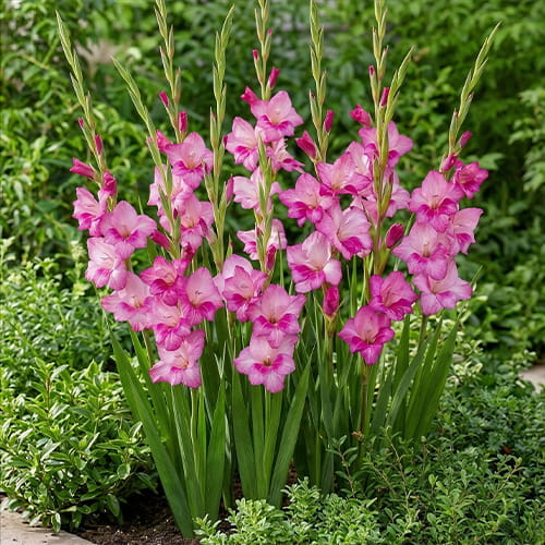 Gladiolus Summer Jewel - for Sale Gladiolus Summer Jewel