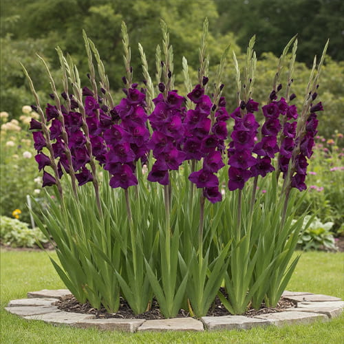 Gladiolus TW 36502 - for Sale Gladiolus TW 36502