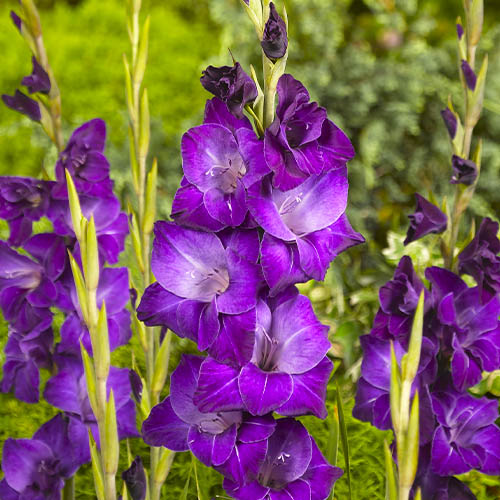 Gladiolo VIOLETTA - for Sale Gladiolo VIOLETTA