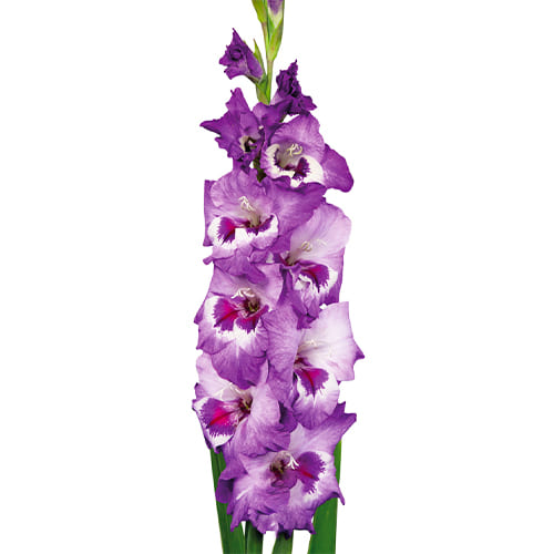 Gladiole VISTA - for Sale Gladiole VISTA