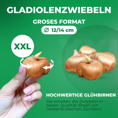 Gladiolus Tw36408 - for Sale Gladiolus Tw36408