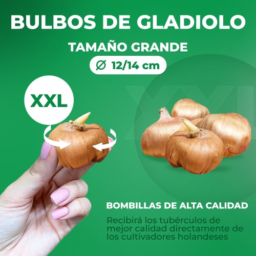 Gladiolus Tw36408 - for Sale Gladiolus Tw36408