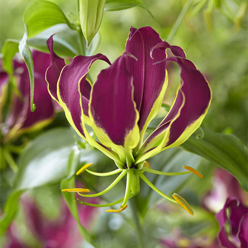 Gloriosa Carsonii - for Sale Gloriosa Carsonii