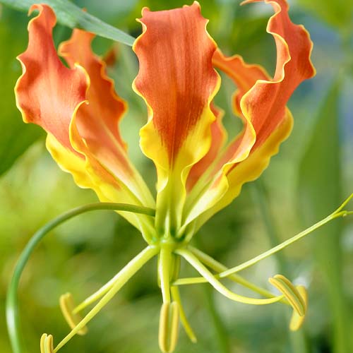 Gloriosa Sparkling Stripe - for Sale Gloriosa Sparkling Stripe