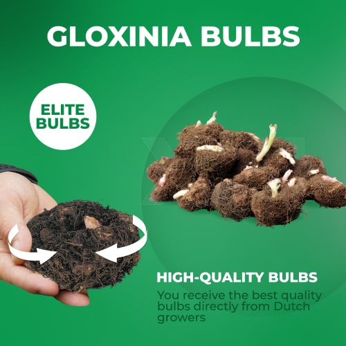 Gloxinia (Sinningia) Tigre Blue - for Sale Gloxinia (Sinningia) Tigre Blue