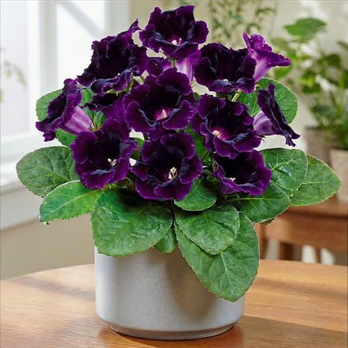 Gloxinia (Sinningia) Prins Albert - for Sale Gloxinia (Sinningia) Prins Albert