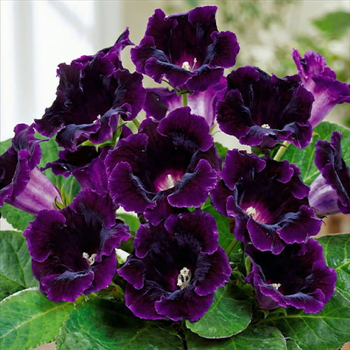 Gloxinia (Sinningia) Prins Albert - for Sale Gloxinia (Sinningia) Prins Albert