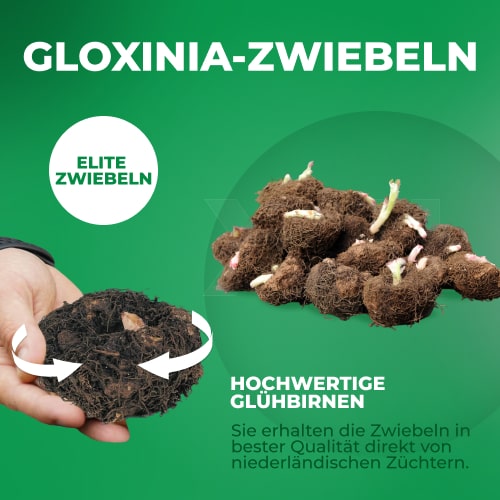 Gloxinia (Sinningia) Collection (5 bulbs) - for Sale Gloxinia (Sinningia) Collection (5 bulbs)