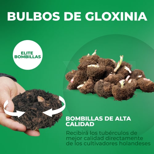 Gloxinia (Sinningia) Defiance - for Sale Gloxinia (Sinningia) Defiance