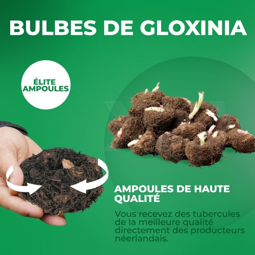 Gloxinia (Sinningia) Corina - for Sale Gloxinia (Sinningia) Corina