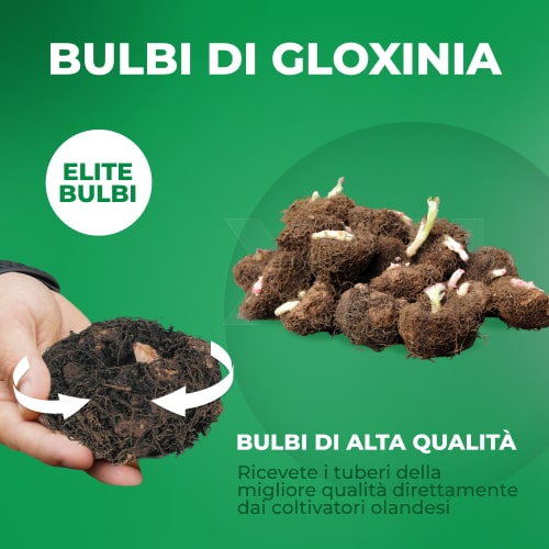 Gloxinia (Sinningia) Mont Blanc - for Sale Gloxinia (Sinningia) Mont Blanc