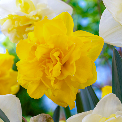 Narcissus (Daffodil) Double Gold Medal - for Sale Narcissus (Daffodil) Double Gold Medal