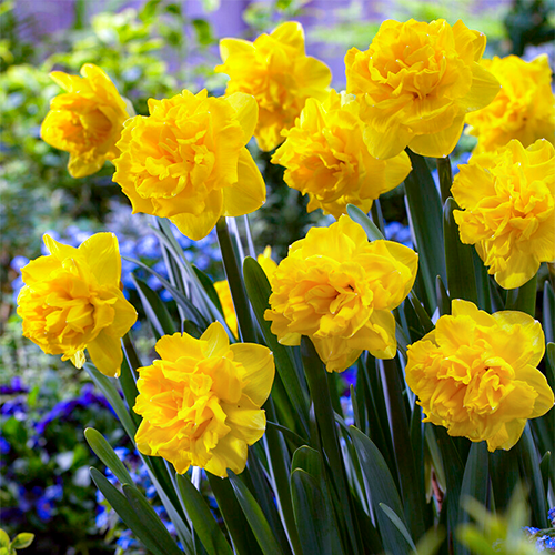 Narcissus (Daffodil) Double Gold Medal - for Sale Narcissus (Daffodil) Double Gold Medal