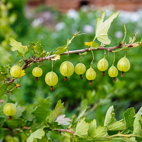 Gooseberry Malakhit - for Sale Gooseberry Malakhit