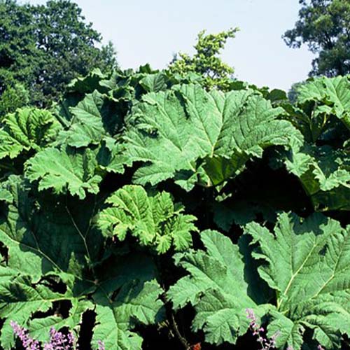 Gunnera (perennial) manicata - for Sale Gunnera (perennial) manicata