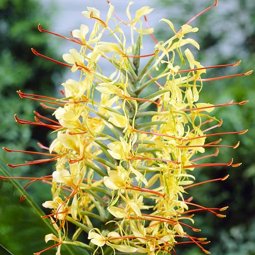 Hedychium gardnerianum - for Sale Hedychium gardnerianum