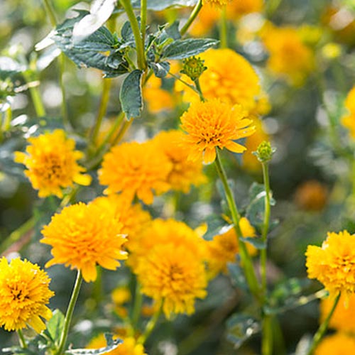 Heliopsis (heliantoides) Asahi - for Sale Heliopsis (heliantoides) Asahi