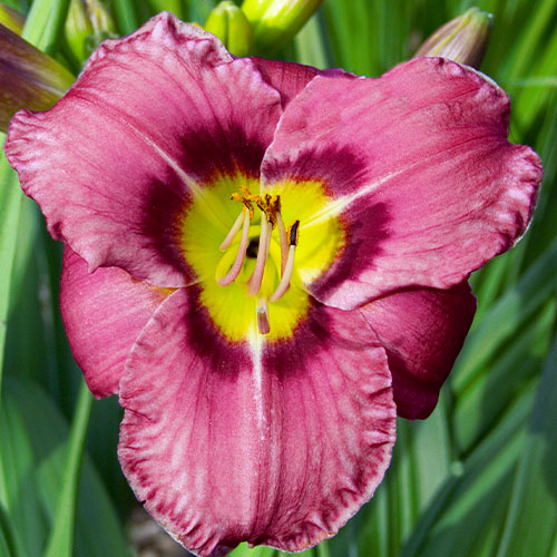 Hemerocallis (Daylily) Always Afternoon - for Sale Hemerocallis (Daylily) Always Afternoon