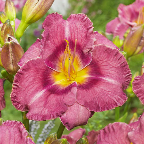 Hemerocallis (Daylily) Always Liberty - for Sale Hemerocallis (Daylily) Always Liberty