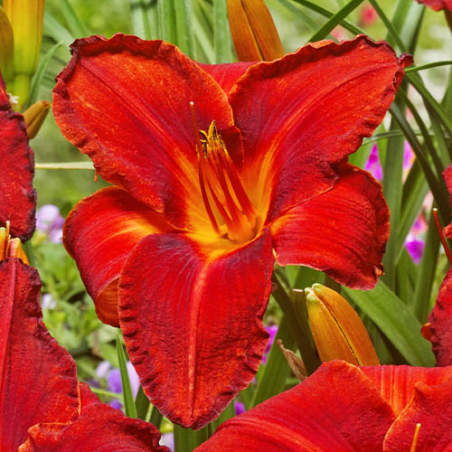 Hemerocallis (Daylily) Amadeus - for Sale Hemerocallis (Daylily) Amadeus